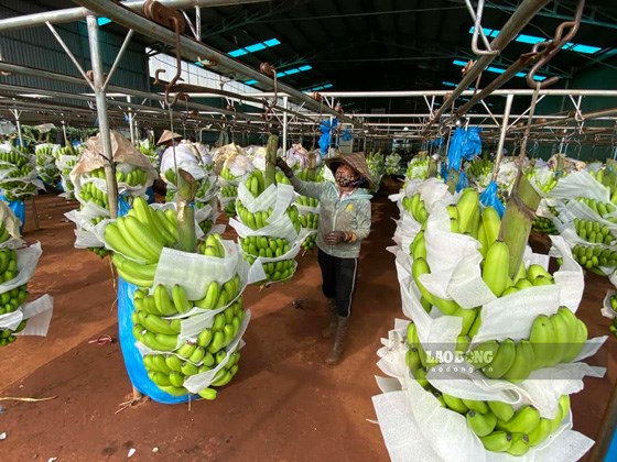 The planting area code is one of the 3 criteria for Gia Lai enterprises to be eligible to export agricultural products. Photo: Thanh Tuan