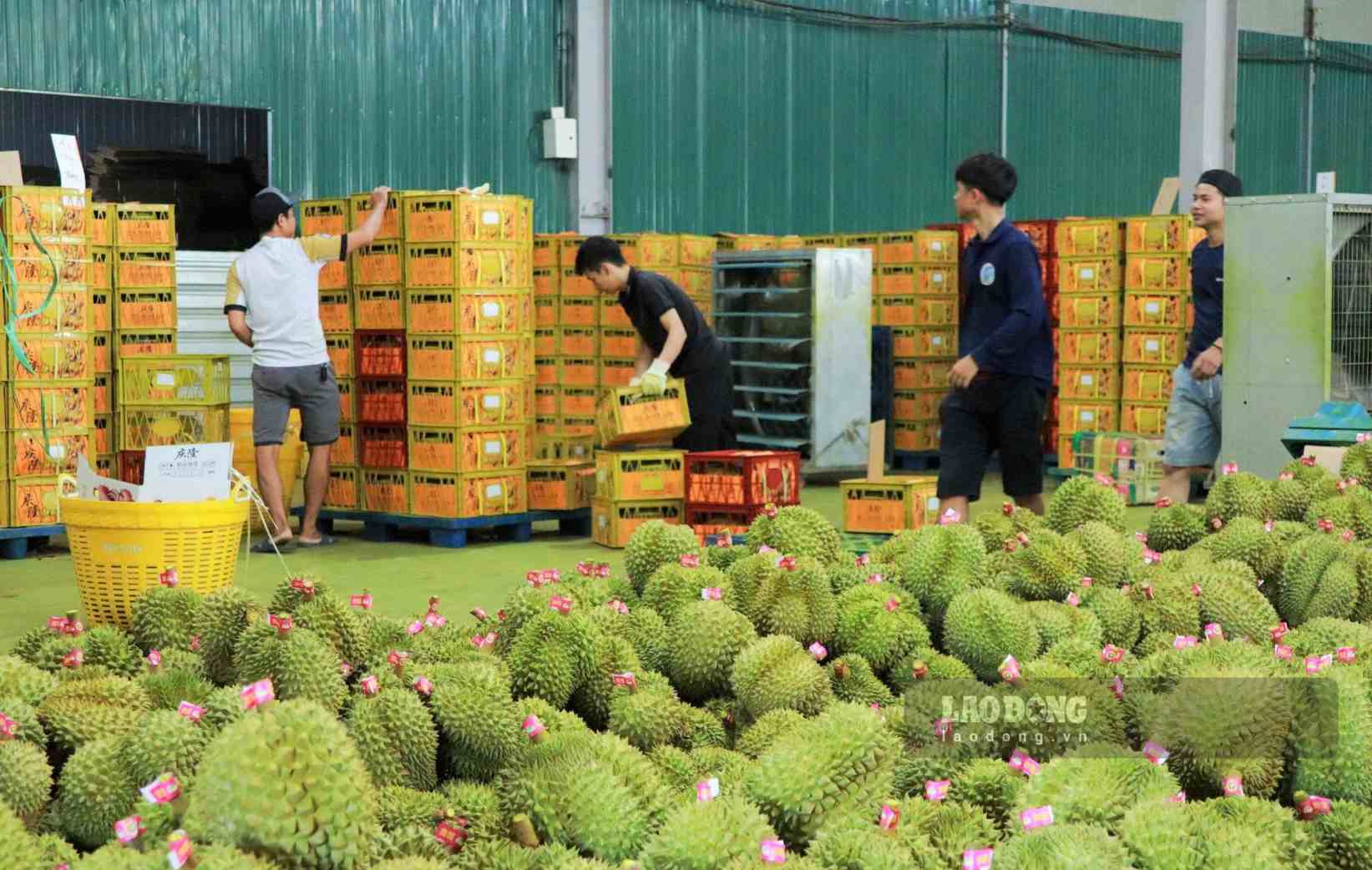 Sầu riêng là một trong những sản phẩm nông nghiệp thế mạnh của tỉnh Lâm Đồng. Ảnh: Phúc Khánh