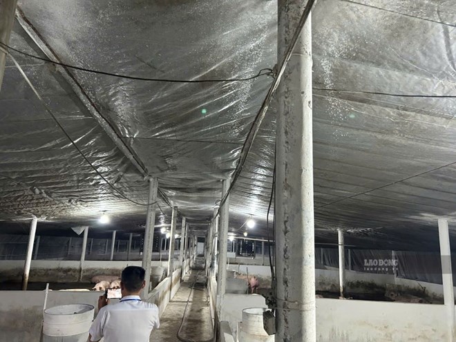 Pig farm suspected of testing positive for banned substances in Tri An ward, Dong Nai city. Photo: HAC