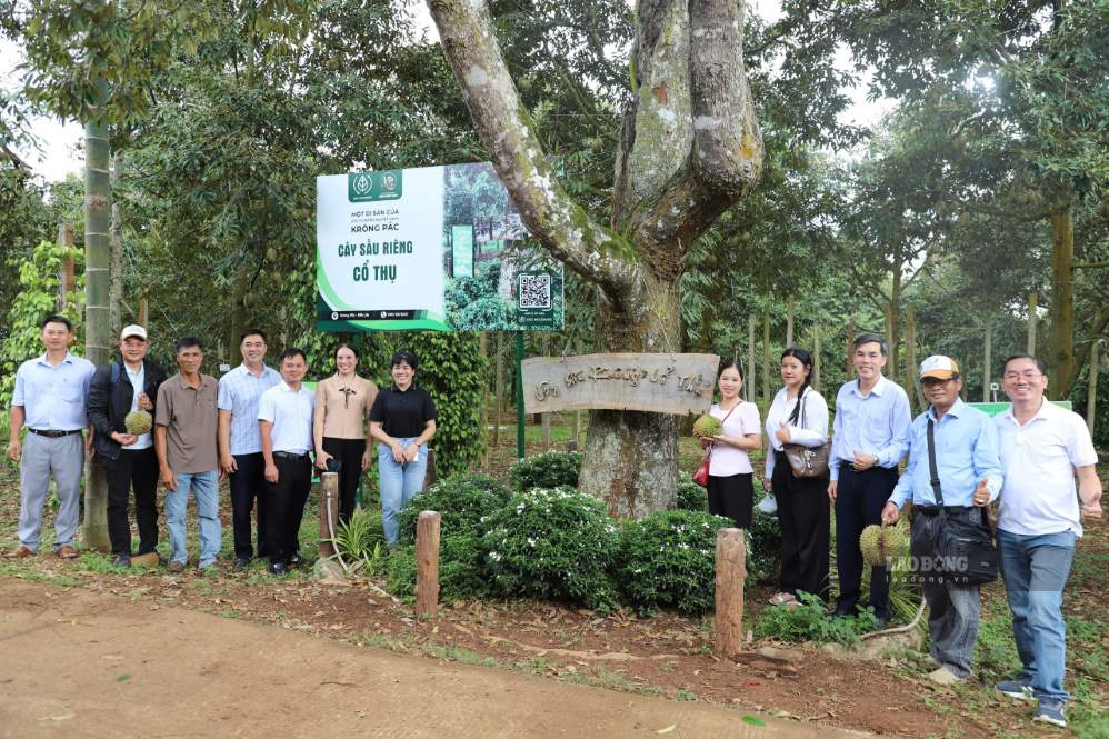 Dak Lak province has been and is organizing many activities in the upcoming 2026 Durian Festival. Photo: Department of Culture, Sports and Tourism of Dak Lak province