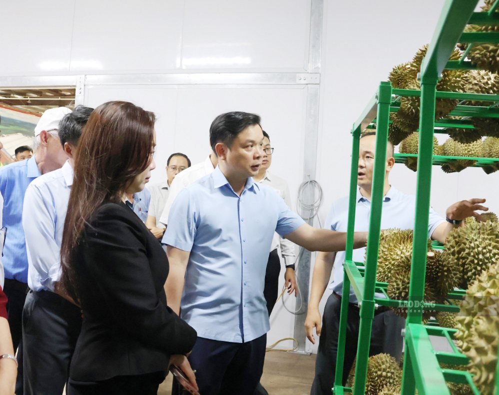 Leaders of Dak Lak Provincial People's Committee visit the warehouse of a durian purchasing and processing enterprise in the area. Photo: Ba Luc