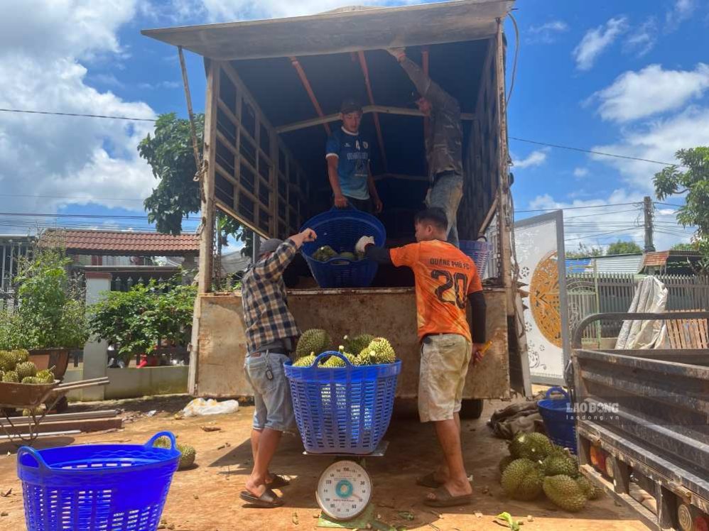 Ngành hàng sầu riêng của tỉnh vẫn đang đối mặt với nhiều khó khăn, thử thách. Ảnh: Bảo Trung