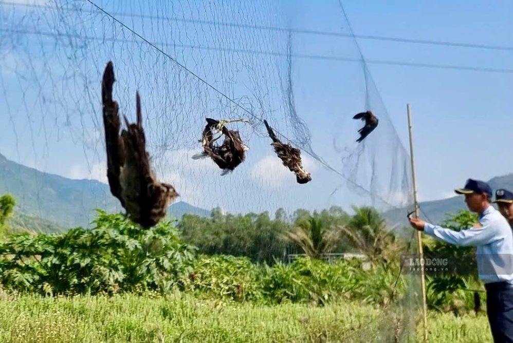 Khanh Hoa functional agencies review social media accounts for buying and selling wildlife. Photo: Huu Long