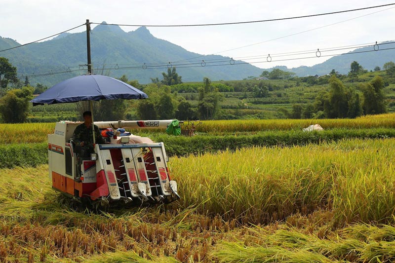 Người dân thôn Cốc Đán, xã Ngân Sơn (Thái Nguyên) thu hoạch lúa Khẩu nua Lếch. Ảnh: Cổng TTĐT tỉnh Thái Nguyên