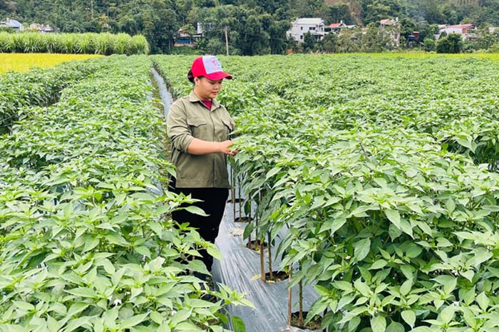 Mô hình liên kết trồng cây ớt xuất khẩu trên cánh đồng Bản Phố, xã Tân Kỳ (Thái Nguyên). Ảnh: Cổng TTĐT tỉnh Thái Nguyên
