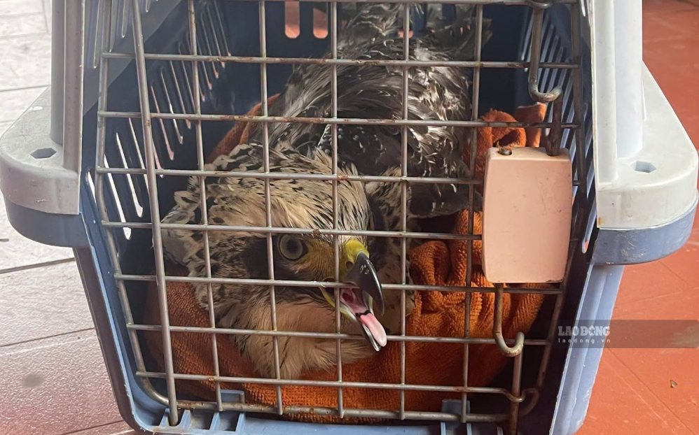 Rare bird individual handed over by people. Photo: Han Nguyen