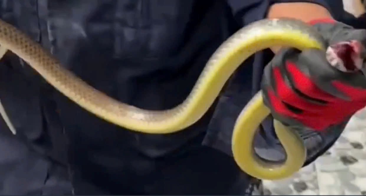 The snake crawled into the kindergarten, causing many students to panic. Photo: Reader provided