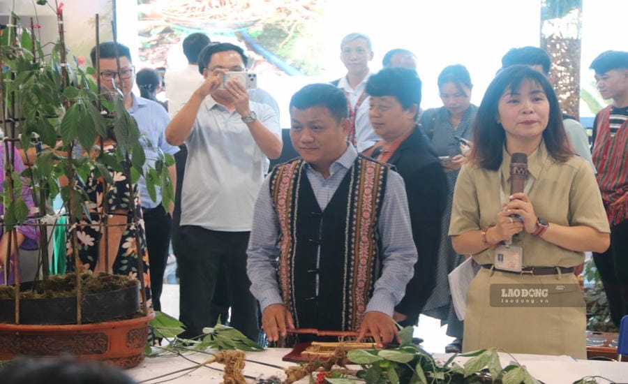Vente aux enchères de ginseng à Da Nang. Photo: Nguyen Linh