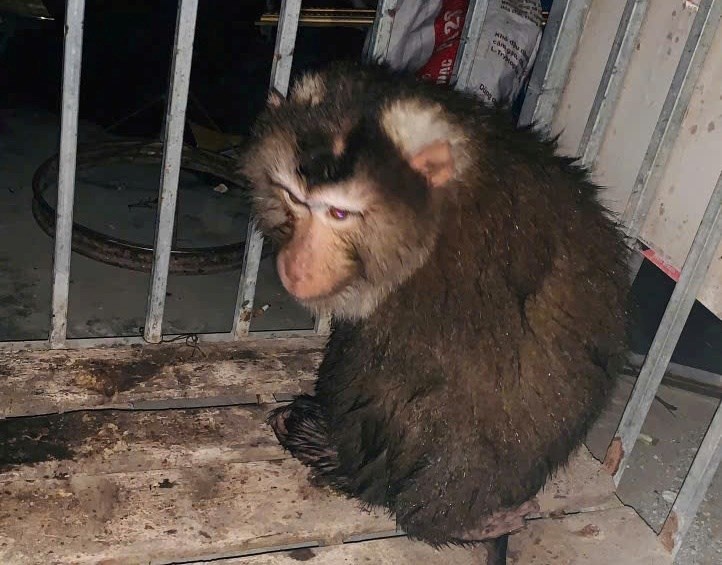 Pig-tailed macaque individual. Photo: Hai Phong Police