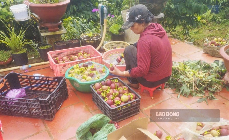Nhà vườn Bảo Lộc thu hoạch măng cụt, kịp giao cho thương lái khi giá bán đạt mức cao kỷ lục. Ảnh: Phúc Khánh 