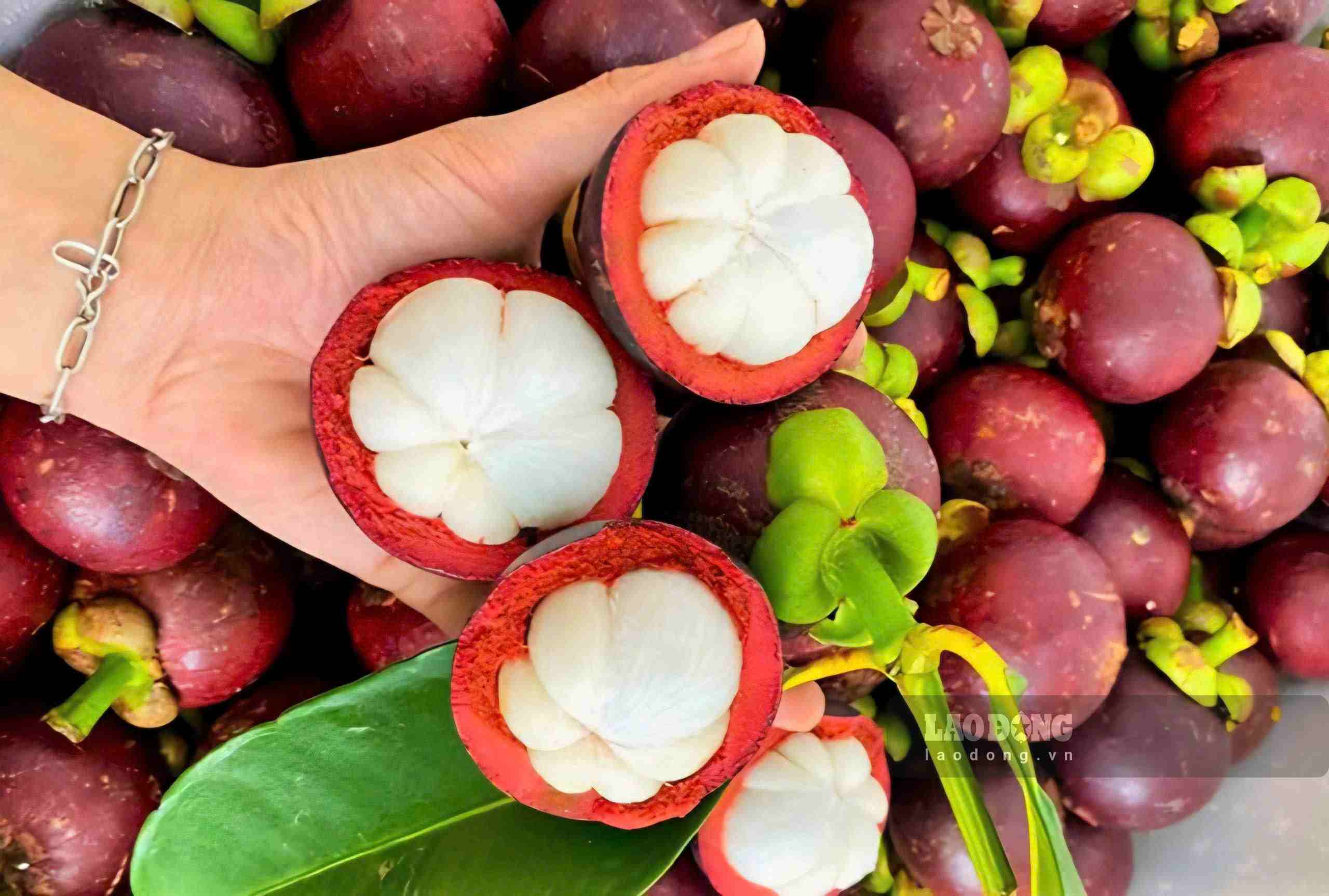 Măng cụt Bảo Lộc nổi tiếng với lớp cơm dày, trắng muốt, vị chua ngọt hài hòa và hương thơm đặc trưng. Ảnh: Phúc Khánh 