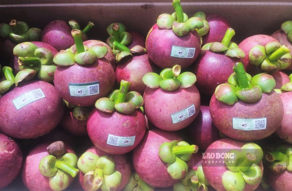Nhà vườn Bảo Lộc dán tem truy xuất nguồn gốc cho măng cụt VietGAP trước khi xuất bán. Ảnh: Phúc Khánh 