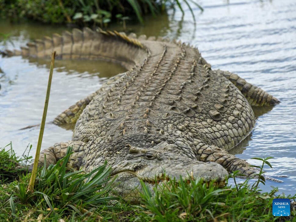A crocodile in Nairobi National Park, Kenya. Photo: Xinhua