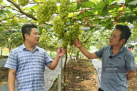 Ông Nguyễn Quang Trung (bên phải) chủ vườn nho đang chia sẻ kinh nghiệm trồng và chăm sóc nho. Ảnh: Nguyên Linh
