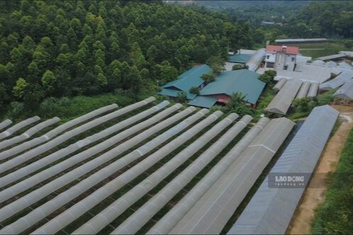 Model grape garden of Mr. Nguyen Quang Trung, Luong Son commune, Phu Tho province. Photo: Nguyen Linh