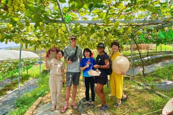 Khách nước ngoài rất thích thú khi trải nghiệm hái nho tại vườn. Ảnh: Quang Trung