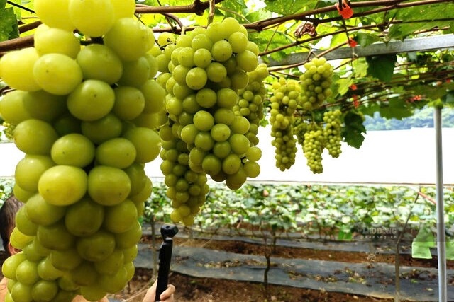 Vườn nho mẫu đơn vào chính vụ tại Nhà vườn Quang Trung, xã Lương Sơn, tỉnh Phú Thọ. Ảnh: Nguyên Linh