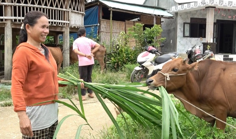People in the Song Kon highlands, Da Nang are excited to receive support for breeding cows to develop livelihoods. Photo: Song Kon Commune People's Committee