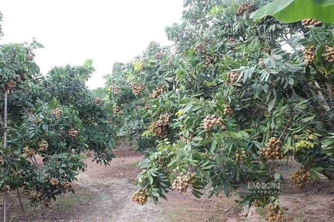 Hưng Yên kết nối tiêu thụ nhãn lồng trên nền tảng số. Ảnh: Mai Hương