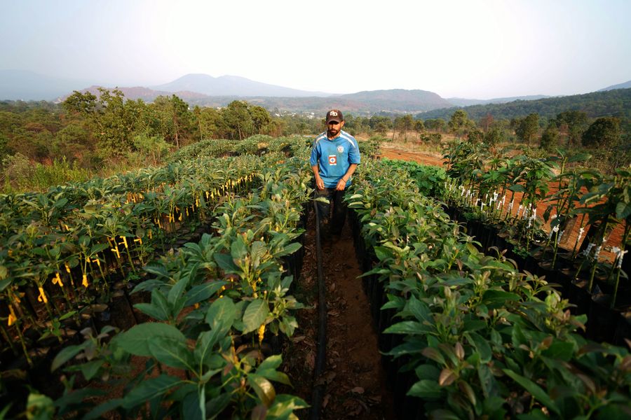 Farmers tend avocado gardens in Michoacan state, Mexico. Photo: Xinhua