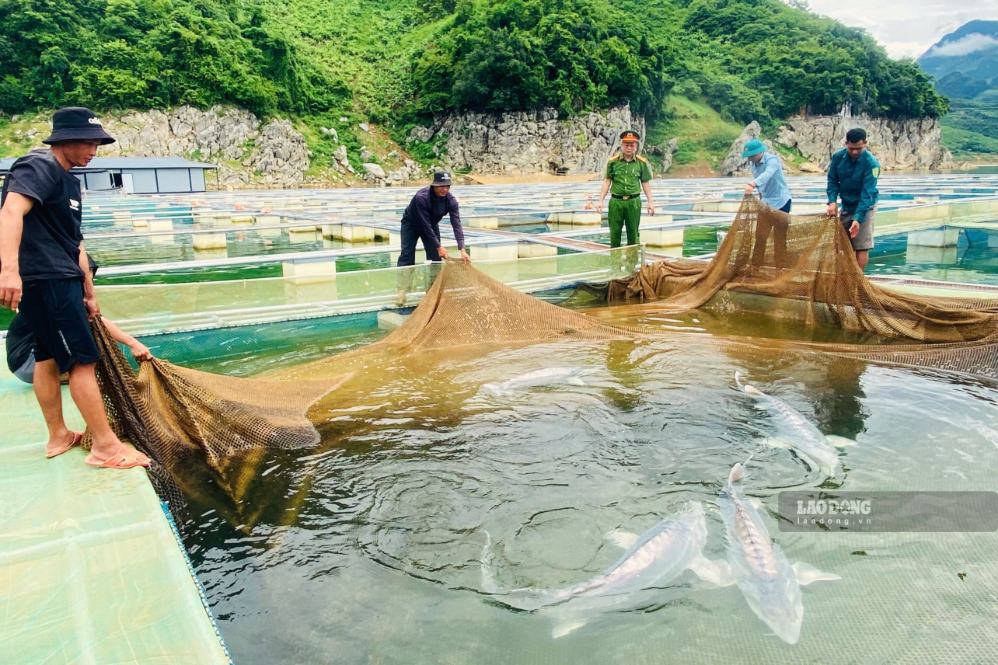 La Cooperativa de Acuicultura y Turismo de Mường La, provincia de Sơn La, inspecciona proactivamente las jaulas de piscicultura antes de las inundaciones. Foto: Trường Sơn