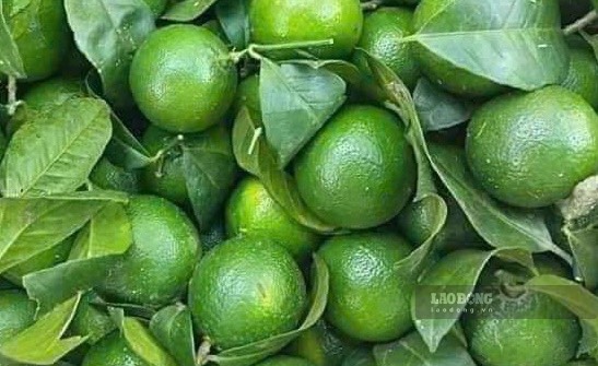 Le jus de citron est bon pour la santé, mais certaines personnes ne devraient pas en boire le soir. Photo: Kiều Vũ