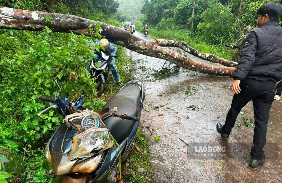 Cây rừng đổ đè trúng 2 người đi xe máy tại xã Quảng Sơn. Ảnh: Phong Nguyễn 