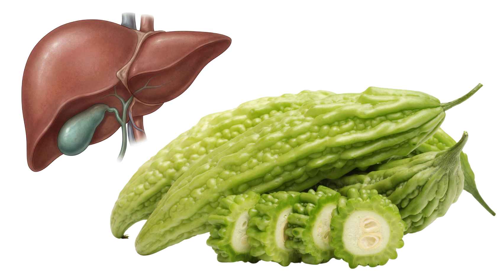 La calabaza amarga contiene fibra, vitamina C y muchos compuestos vegetales con propiedades antioxidantes. Foto: Hạ Mây/Fuente Canva