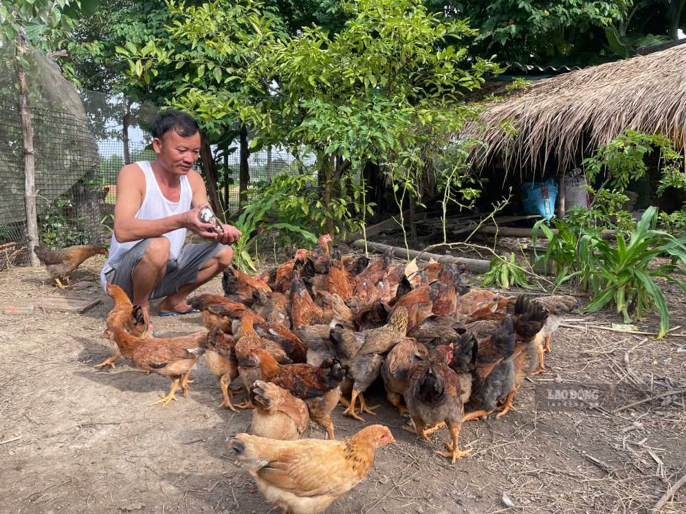 Ông Lương Văn Bảy phấn khởi khi được hỗ trợ gà giống để phát triển chăn nuôi. Ảnh: Phạm Chung
