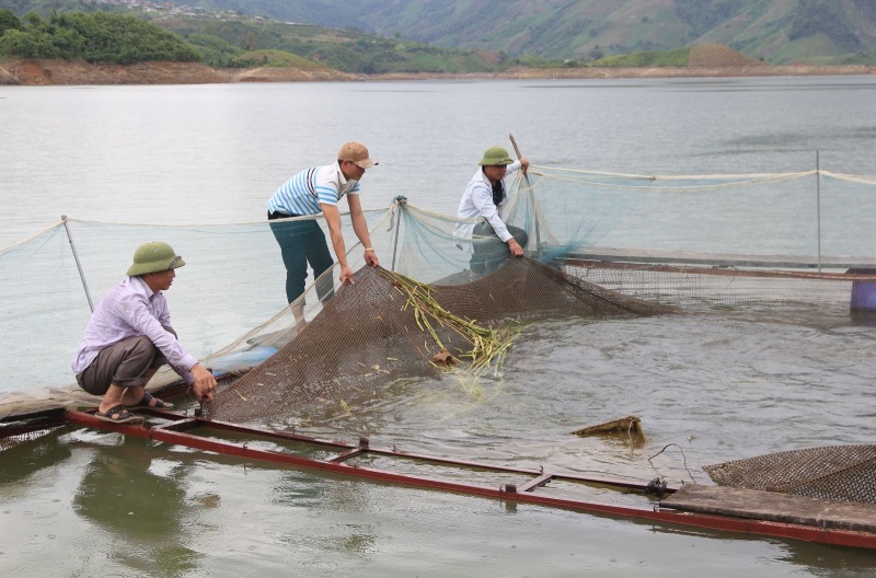 Nguồn lợi thuỷ sản trên các hồ thuỷ điện trở thành sinh kế cho một bộ phận người dân. Ảnh: Laichau.gov.vn