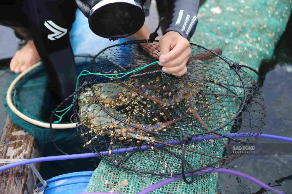 La production de homard commercial au cours des 6 premiers mois de l'année est estimée à 11 790 tonnes, soit 81,1% de la production de l'ensemble de l'année 2025. Photo: Hữu Long