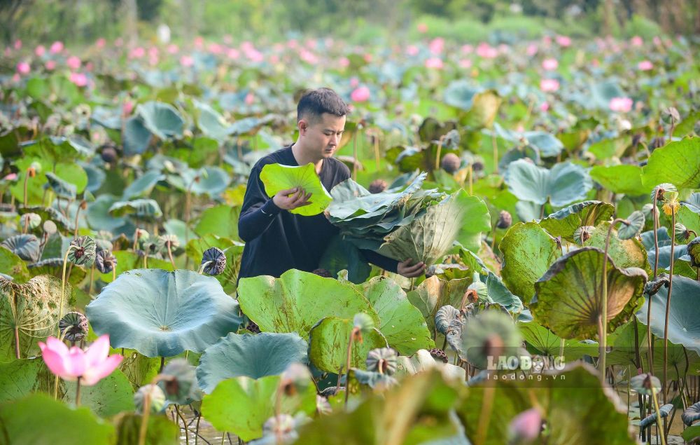 Chàng thanh niên Đỗ Viết Dương tìm đến các ao, hồ sen để tìm kiếm những lá sen đạt chất lượng. Ảnh: Quách Du