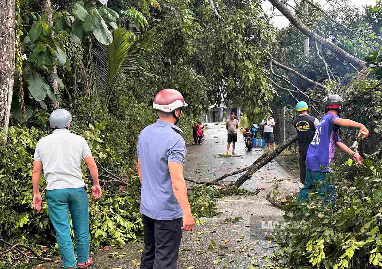 Ngoài đèo Bảo Lộc, mưa lớn kèm gió giật mạnh khiến nhiều cây xanh trên các tuyến đường tại xã Đạ Huoai 2 ngã đổ. Ảnh: Minh Long