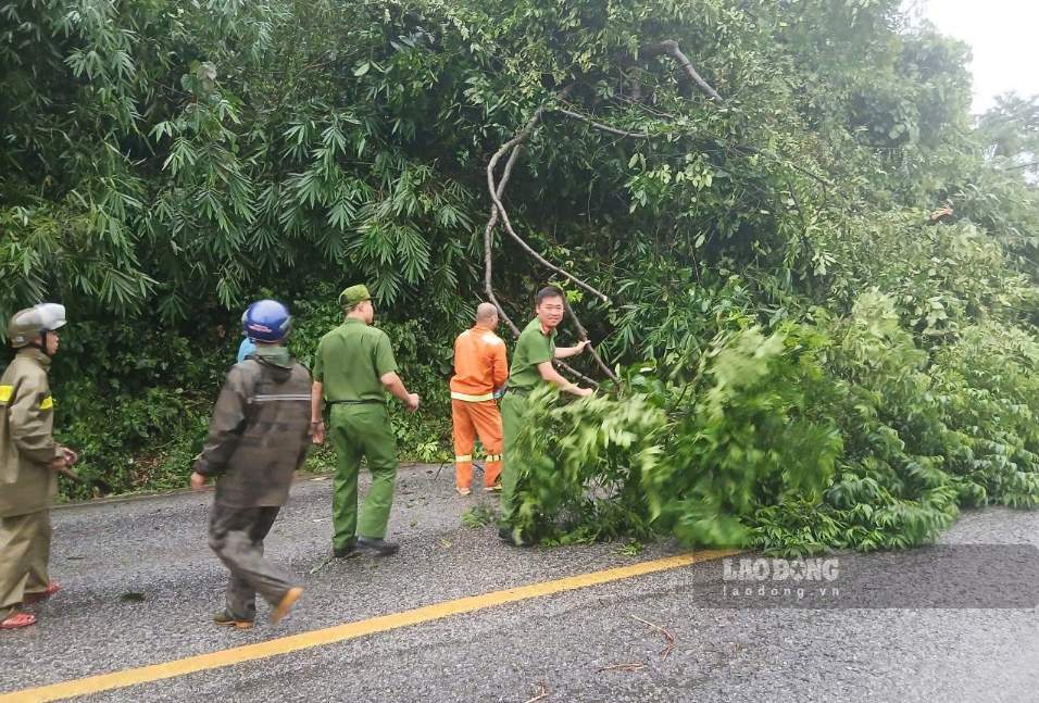 Các lực lượng phối hợp xử lý cây rừng ngã đổ, chắn ngang đường trên đèo Bảo Lộc sau mưa lớn. Ảnh: Phúc Khánh