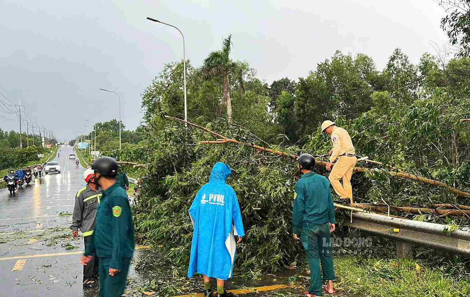 Functional forces handle fallen green trees blocking National Highway 55. Photo: Luan Nguyen