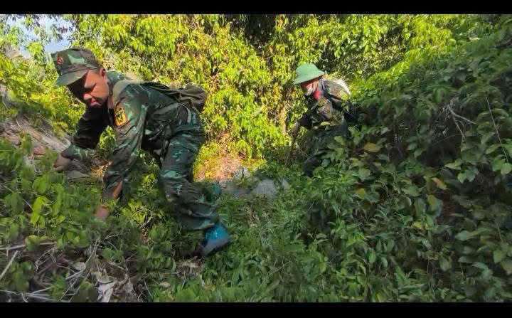 Functional forces survey the field to search for martyrs' remains at Hon Heo mountain - a former revolutionary base. Photo: Khanh Hoa Military Command