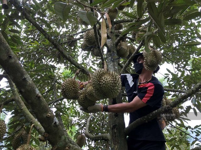 Người dân tỉnh Đắk Lắk sắp bước vào chính vụ thu hoạch sầu riêng năm 2026. Ảnh: Bảo Trung
