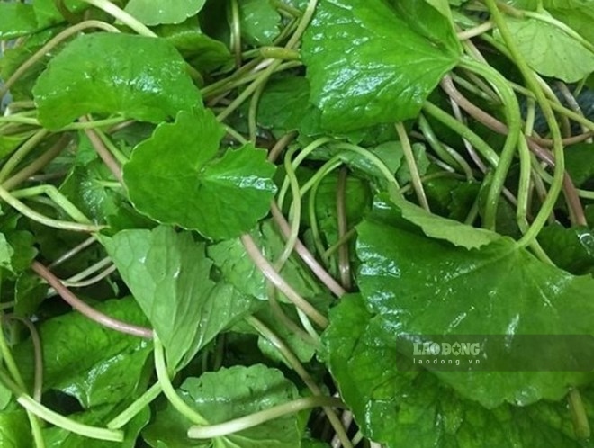 Green pennywort helps support increased liver function if processed properly. Photo: Kieu Vu.