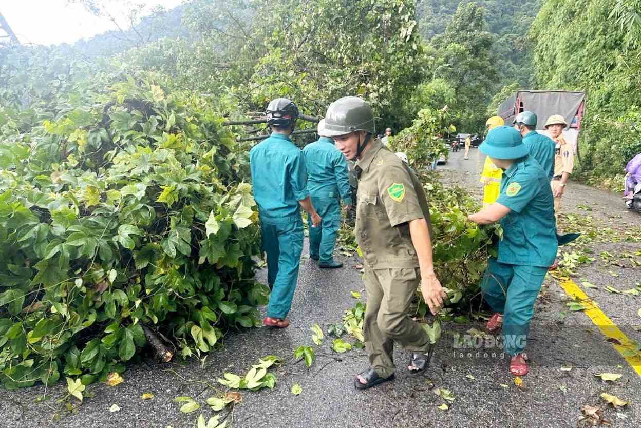 Các lực lượng tập trung giải phóng hiện trường cây gạo ngã đổ trên đèo Bảo Lộc. Ảnh: Phúc Khánh