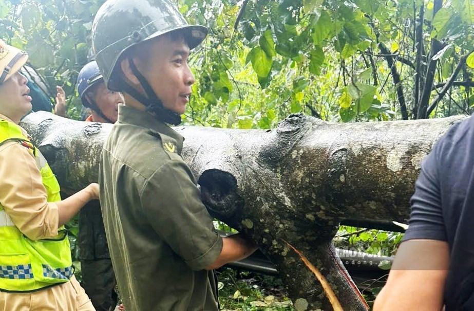 Sau khi cưa nhỏ, thân cây gạo cổ thụ được di chuyển khỏi hiện trường. Ảnh: Phúc Khánh