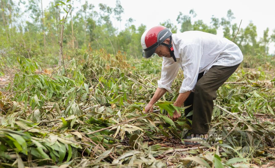 Vườn keo bị bão quật ngã, khiến ông Nguyễn Văn Thanh buộc phải bán non để thu hồi một phần vốn. Ảnh: Hoài Luân