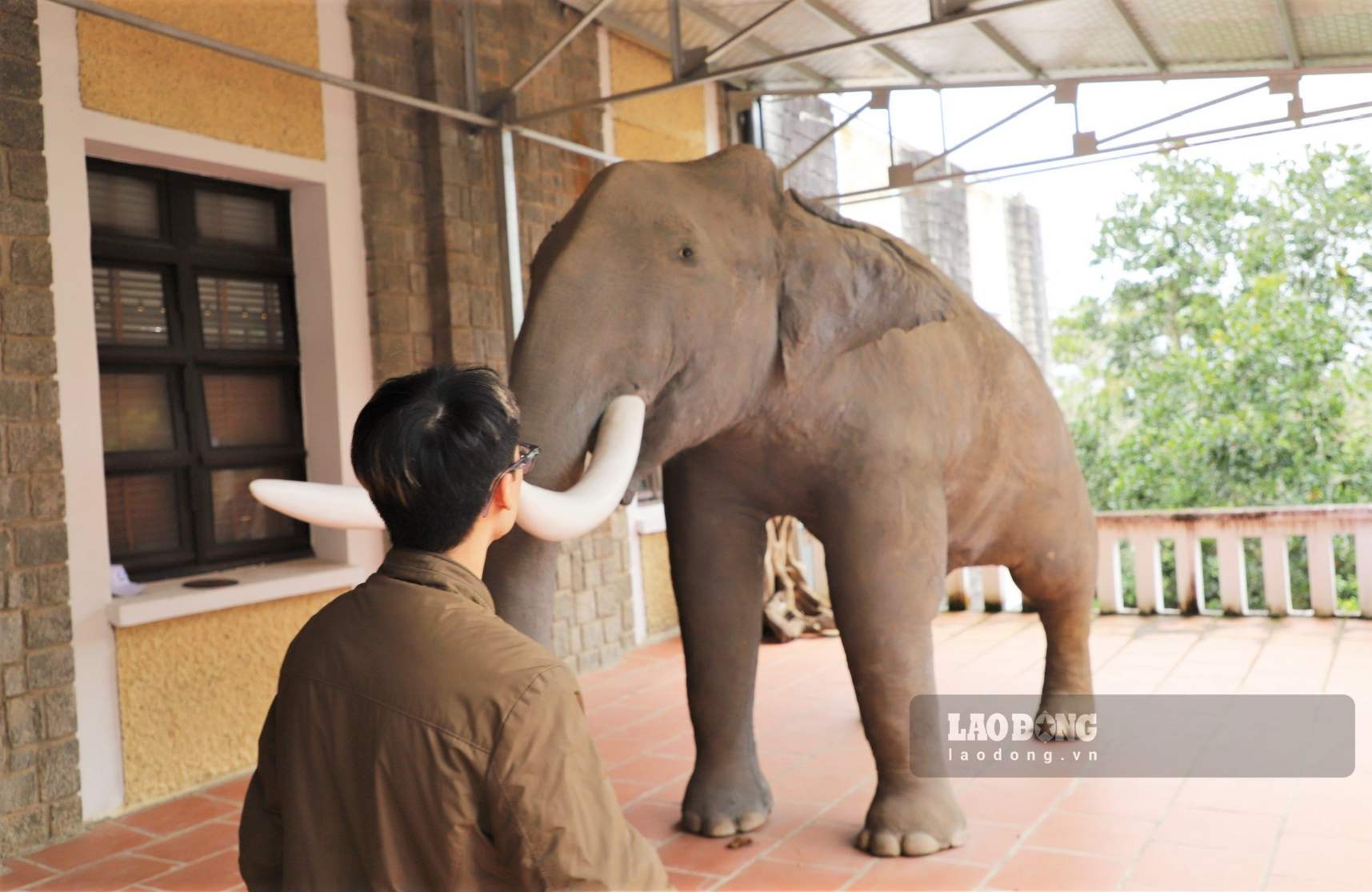 Tiêu bản voi Tây Nguyên được trưng bày tại Bảo tàng. Ảnh: Phúc Khánh
