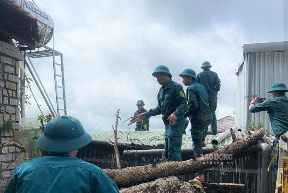 Ancient pine tree uprooted and fell into a resident's house in Xuan Truong ward - Da Lat. Photo: Hau Nguyen