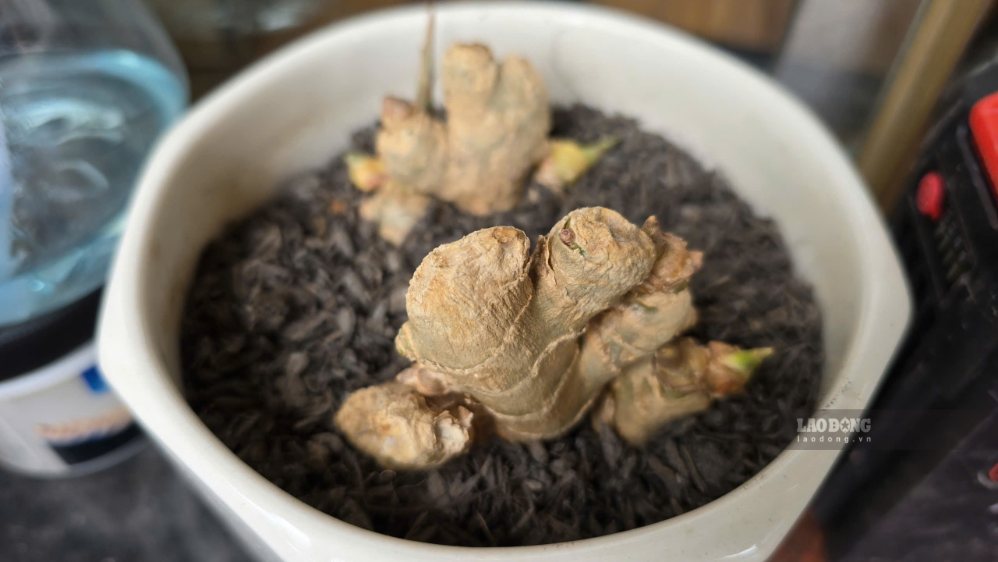 Growing ginger in the kitchen is both effective and optimal for use in cuisine. Photo: Tuan Dat