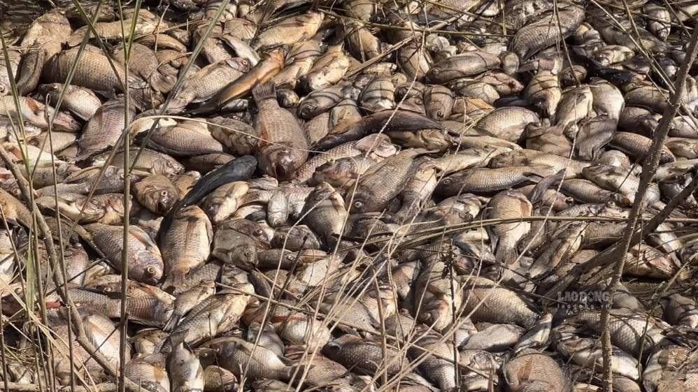 Mass fish deaths on the Tra Khuc River, passing through Truong Quang Trong ward, Quang Ngai province. Photo: Vien Nguyen taken on the morning of September 8th