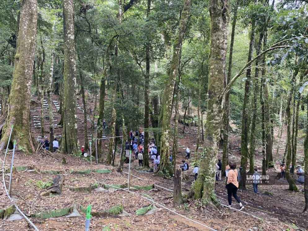 Prolonged rain and storms, ginseng gardens at the foot of Ngoc Linh mountain are often affected. Photo taken on September 9th: Thanh Tuan