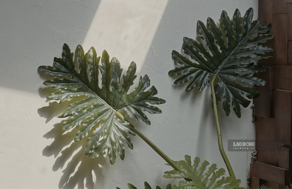 Ornamental plants are both beautiful and help make living spaces greener. Photo: Ha May