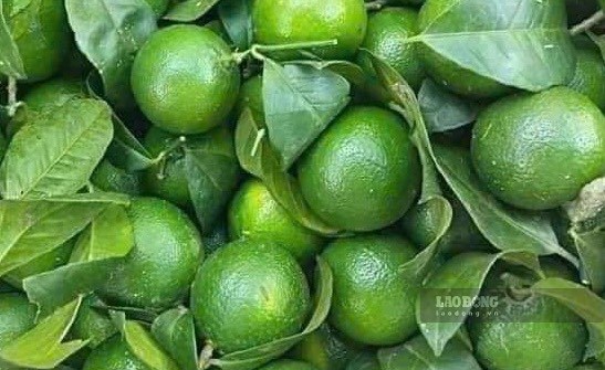 Lemon juice may be better for the liver than coconut water in some compounds. Photo: Kieu Vu.
