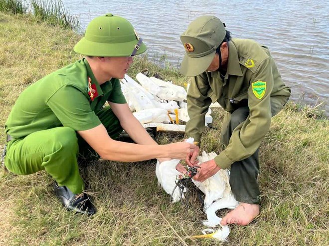 Functional forces dismantle wild bird hunting traps. Photo: Le Thuy Commune Police provided on September 10