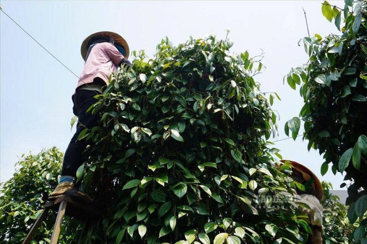 Pepper prices today, September 10th, are flat across the region. Photo: Thanh Tuan
